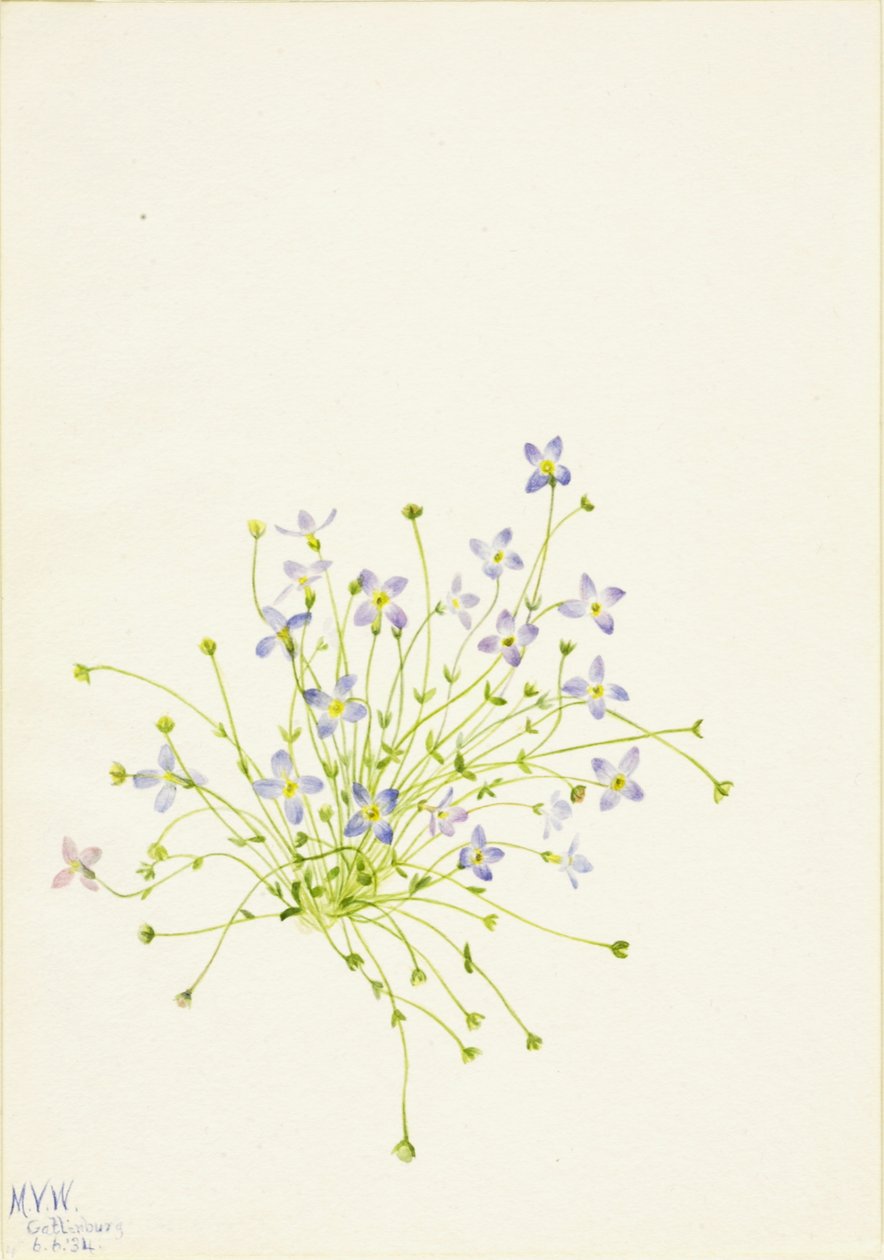 Bluets Houstonia serpyllifolia, 1934. autorstwa Mary Vaux Walcott