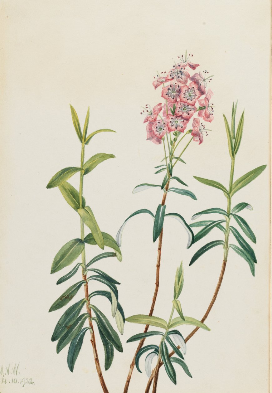 Kalmia błotna (Kalmia polifolia) autorstwa Mary Vaux Walcott