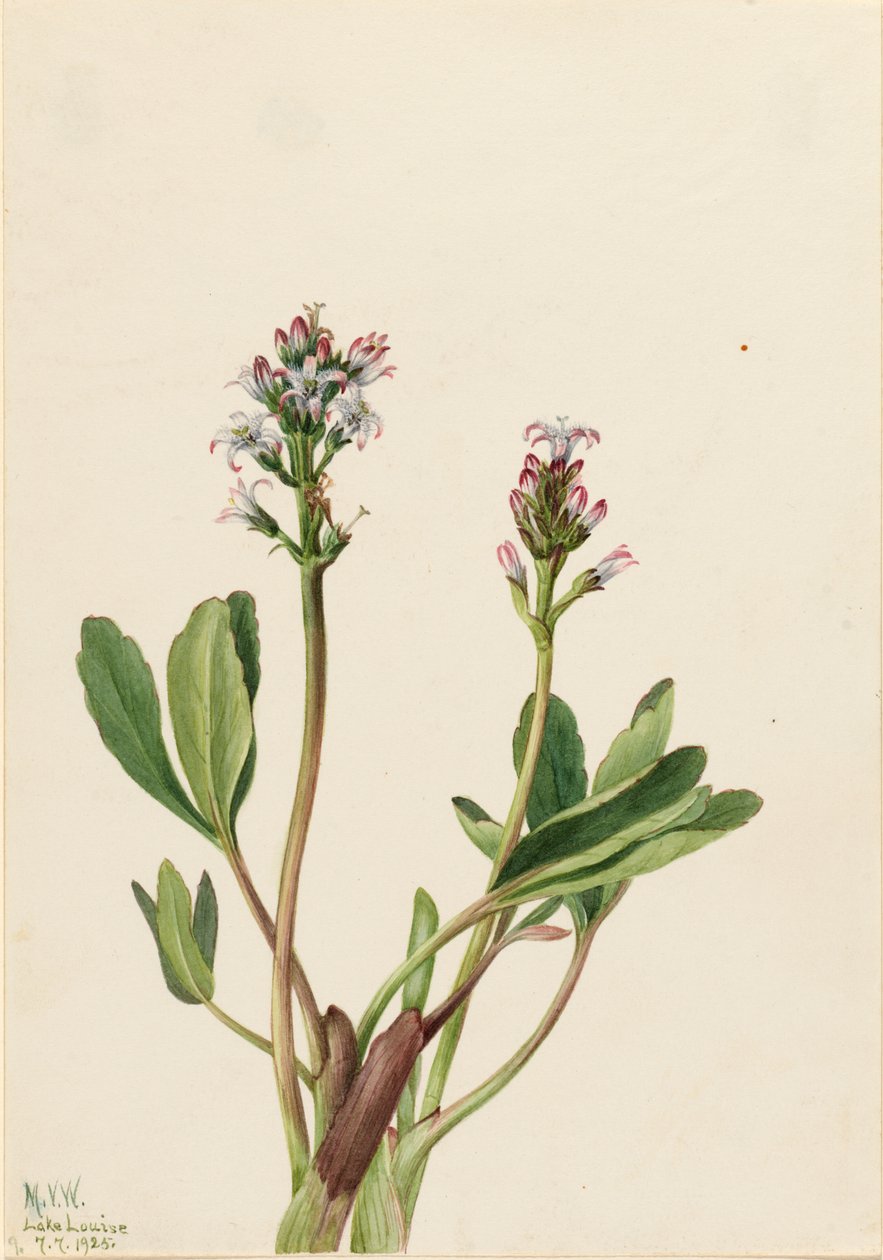 Bogbean Menyanthes trifoliata, 1925. autorstwa Mary Vaux Walcott
