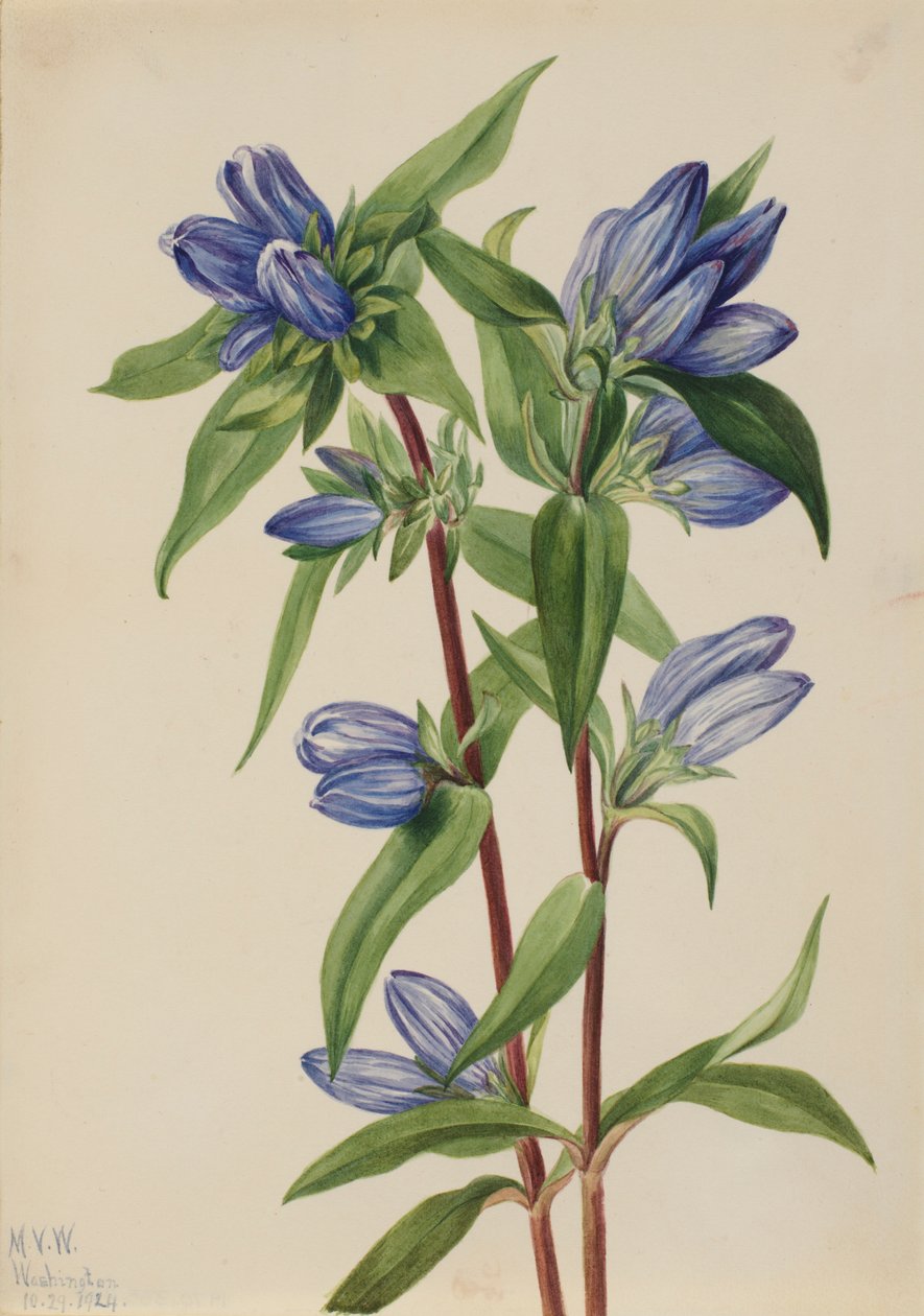 Goryczka wąskolistna (Gentiana saponaria) autorstwa Mary Vaux Walcott