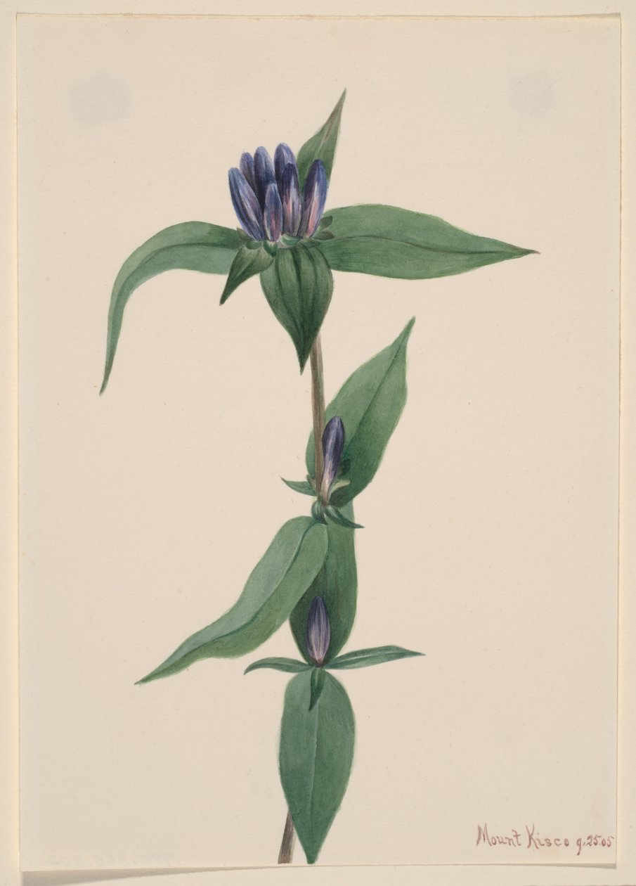 Butelka z goryczki Gentiana saponaria, 1905. autorstwa Mary Vaux Walcott