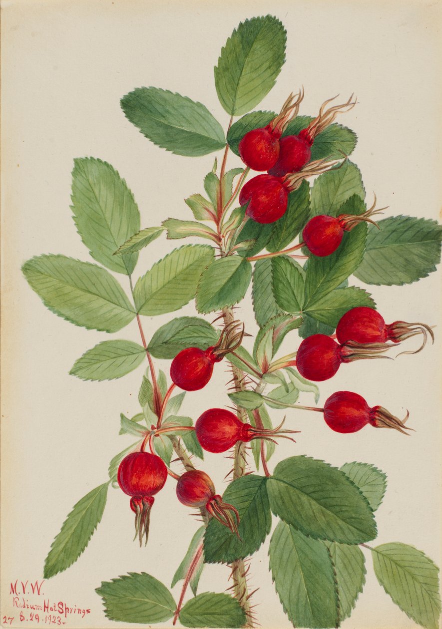 Pąk róży (Rosa bourgeauiana) autorstwa Mary Vaux Walcott