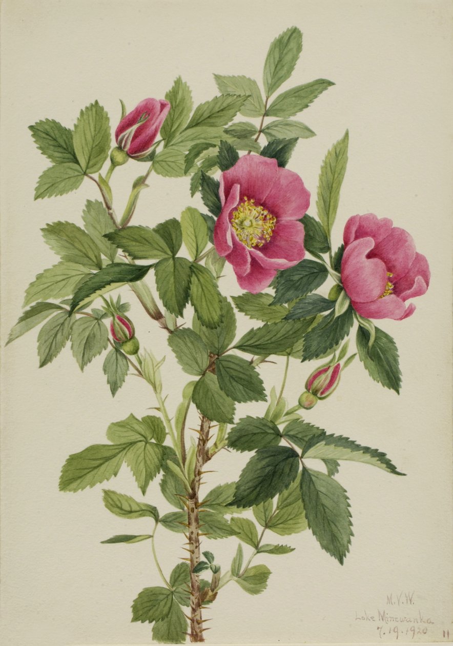 Róża Bourgeau Rosa bourgeauiana, 1920. autorstwa Mary Vaux Walcott