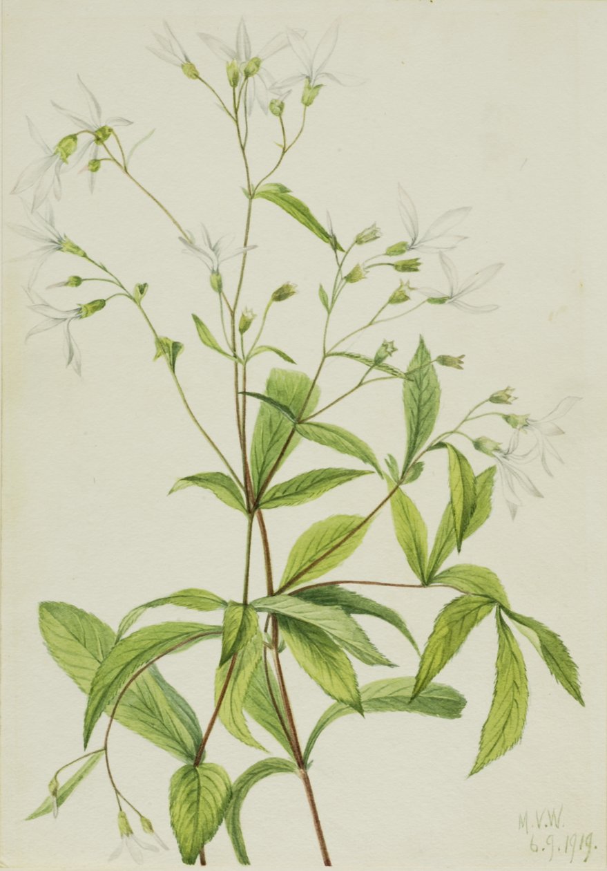 Korzeń łucznika Porteranthus trifoliatus, 1919. autorstwa Mary Vaux Walcott