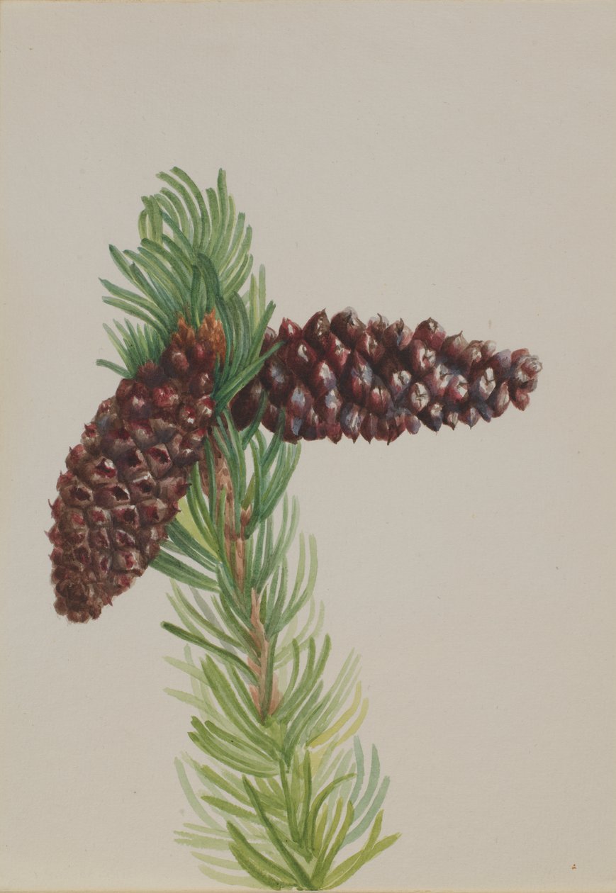 Sosna szyszkowa Pinus aristata, ca. Lata 30. XX wieku. autorstwa Mary Vaux Walcott