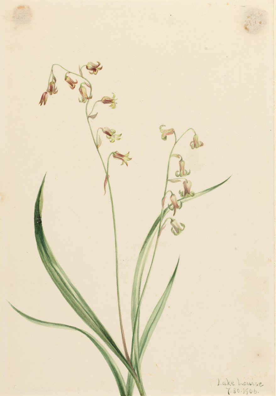 Brązowe dzwonki (Stenanthium occidentale) autorstwa Mary Vaux Walcott