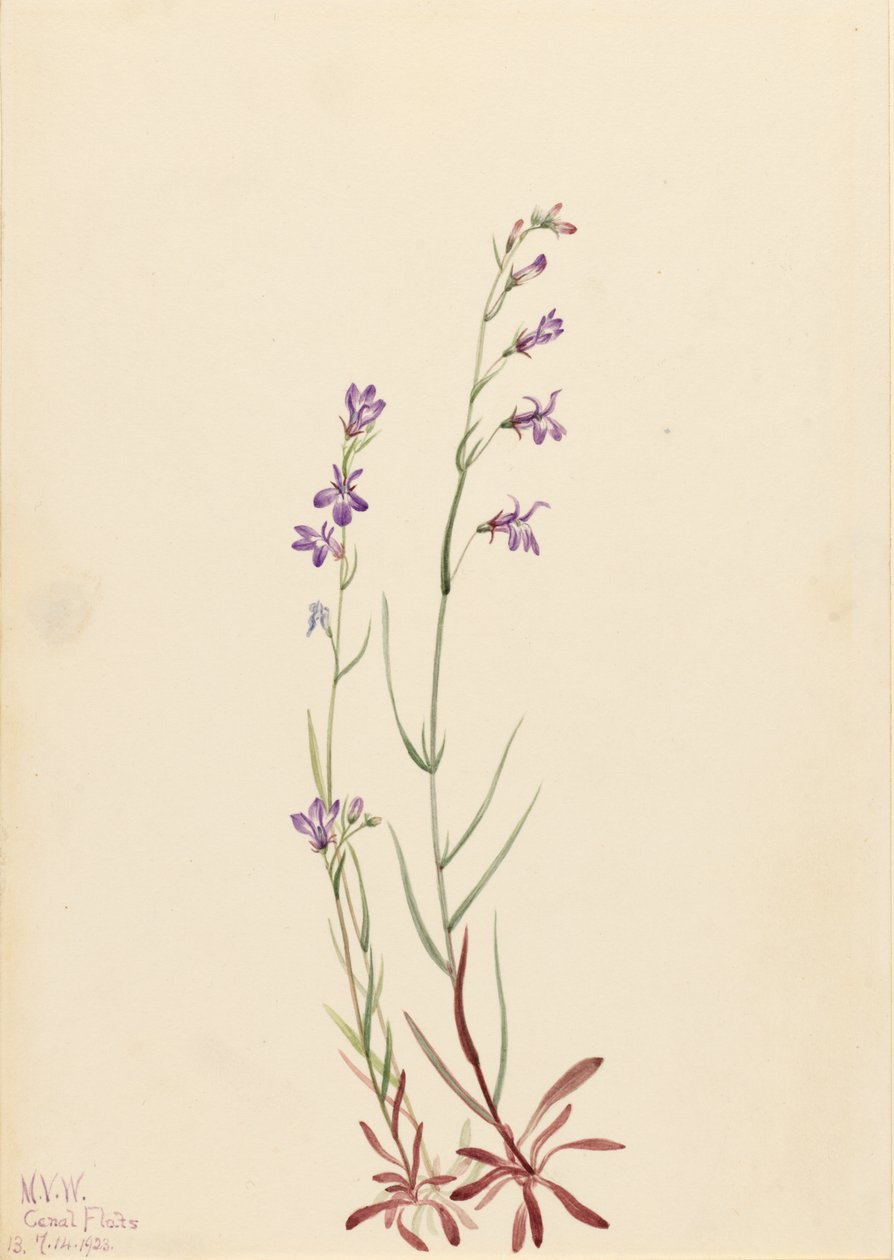 Lobelia strumieniowa (Lobelia kalmii) autorstwa Mary Vaux Walcott