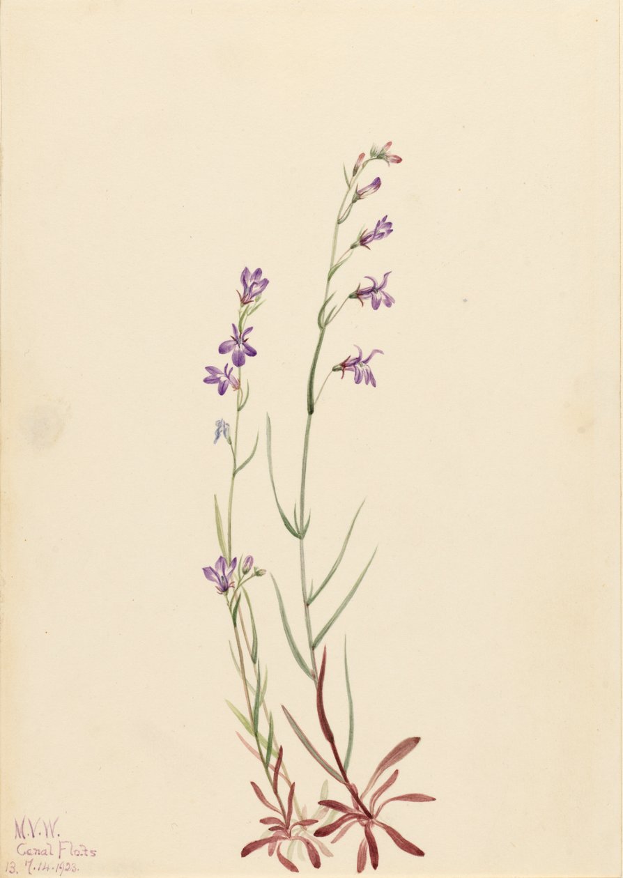 Brook Lobelia Lobelia kalmii, 1923. autorstwa Mary Vaux Walcott