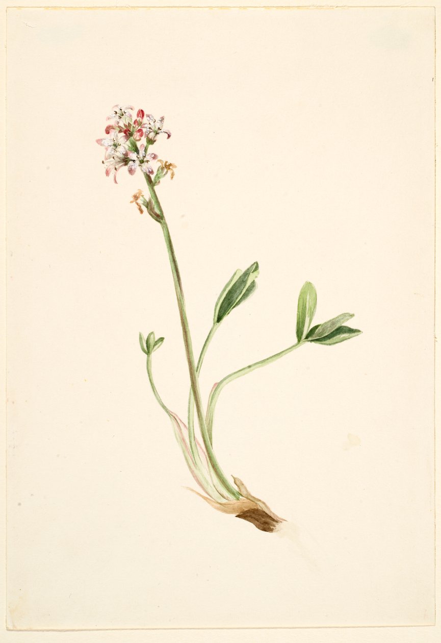 Fasola szparagowa (Menyanthes trifoliata) autorstwa Mary Vaux Walcott