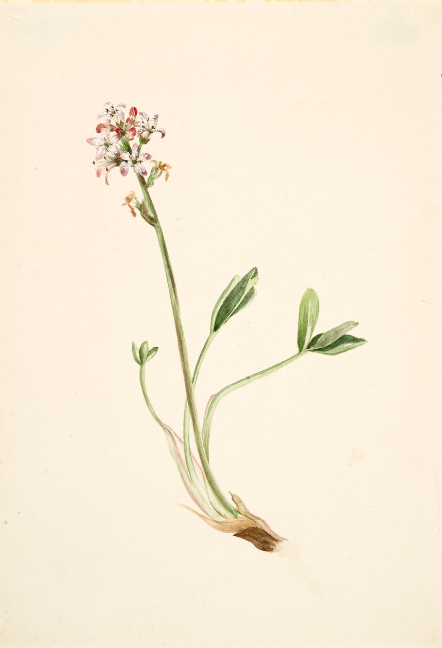 Buckbean Menyanthes trifoliata, ca. 1900-1920. autorstwa Mary Vaux Walcott