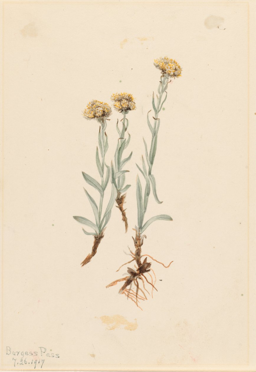 Antenowiec pstry (Antennaria luzuloides) autorstwa Mary Vaux Walcott