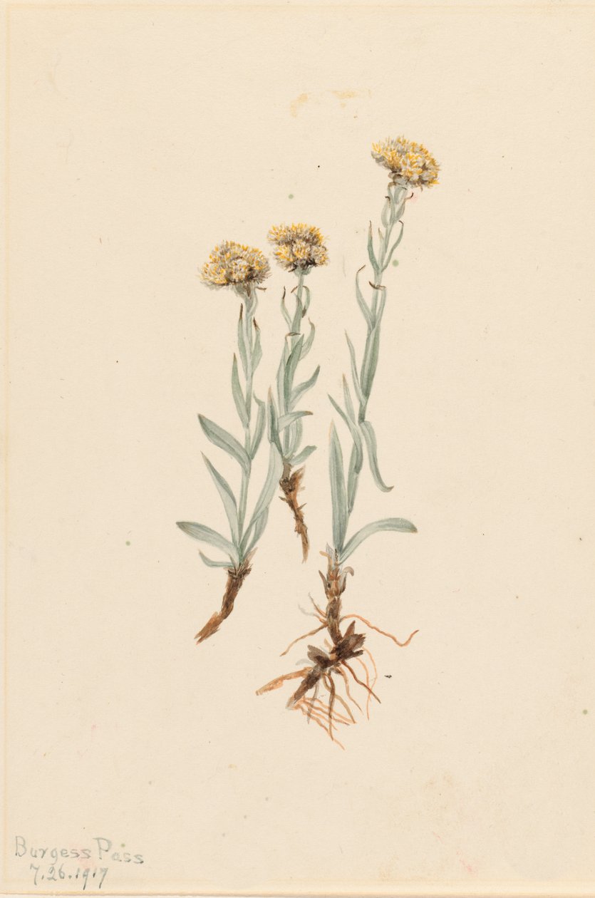 Buff Pussytoes Antennaria luzuloides, 1917. autorstwa Mary Vaux Walcott