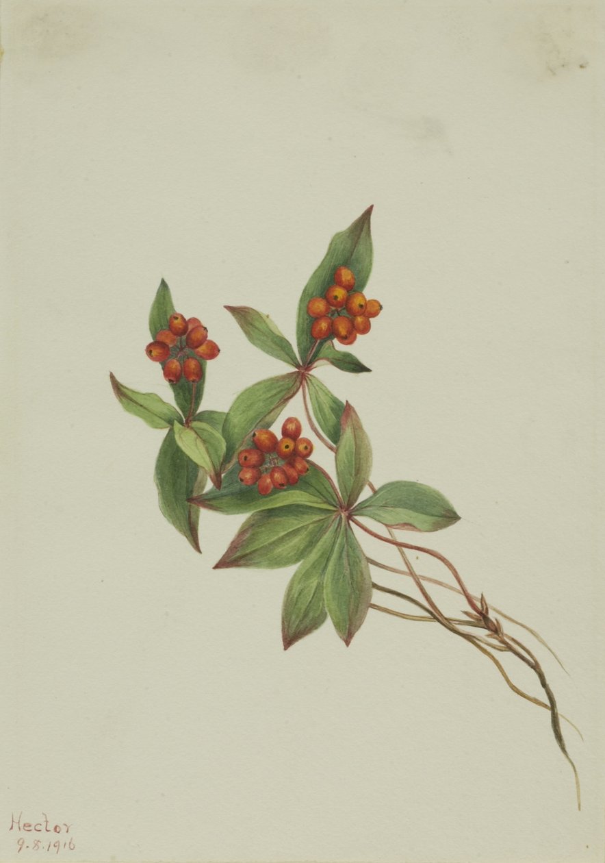 Dereń świdwa (Cornus canadensis) autorstwa Mary Vaux Walcott