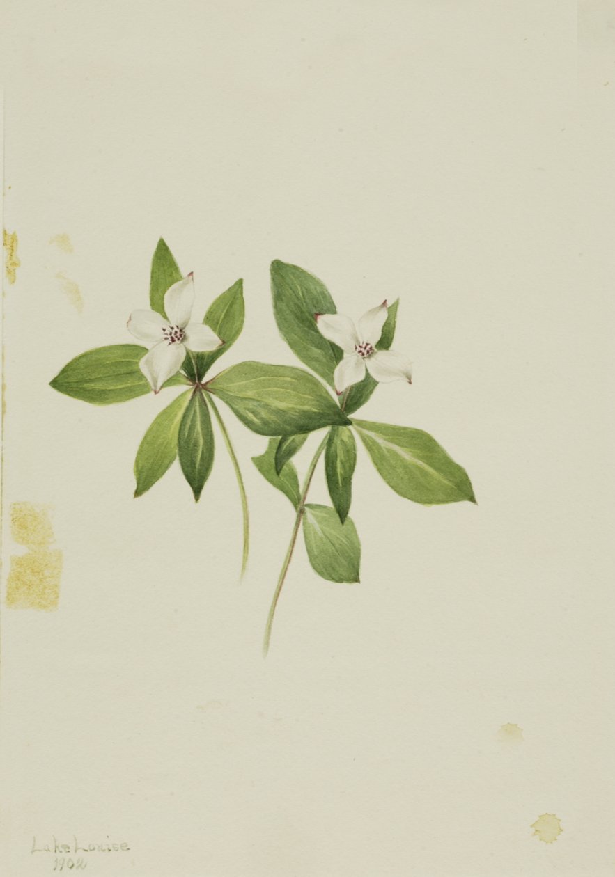 Kanadyjski róg buchberry, 1902. autorstwa Mary Vaux Walcott