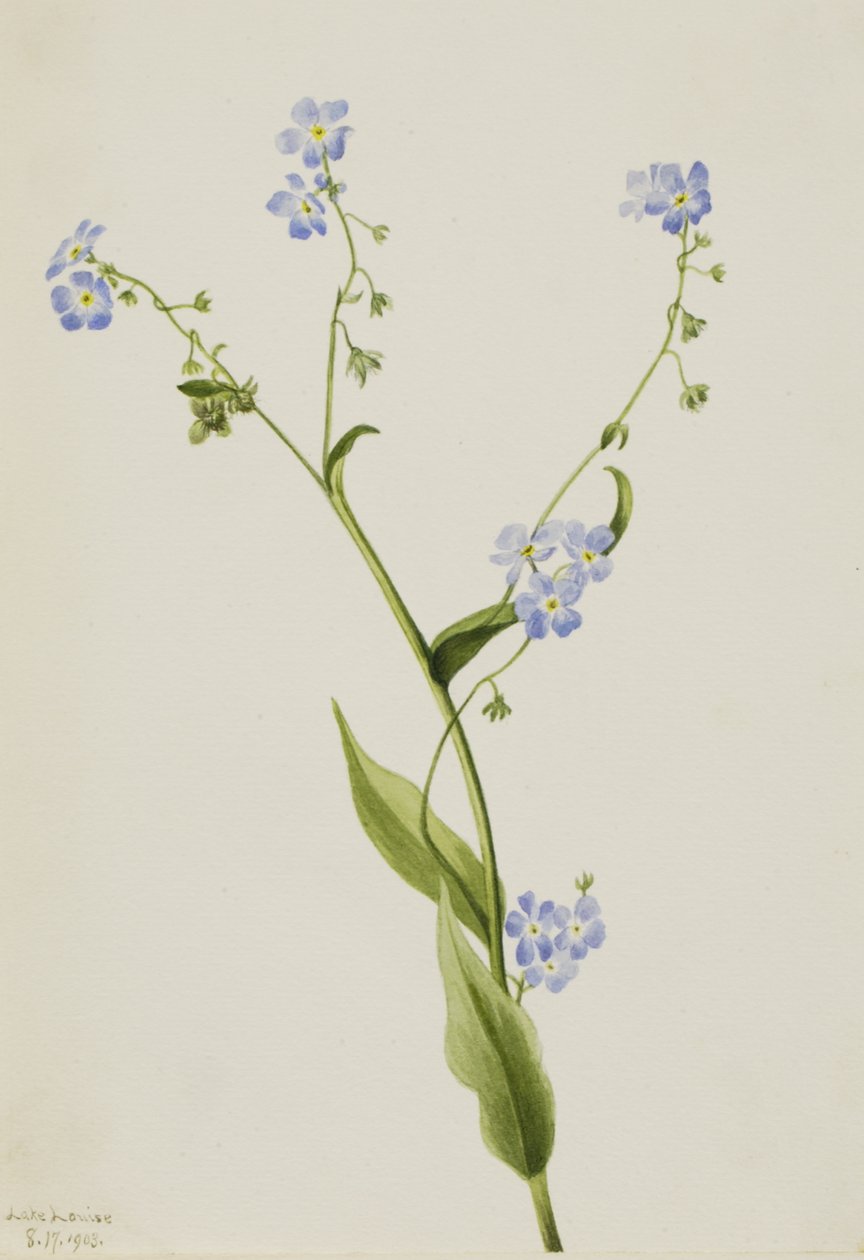 Bur-forget-me-not Lappula diffusa, 1903. autorstwa Mary Vaux Walcott