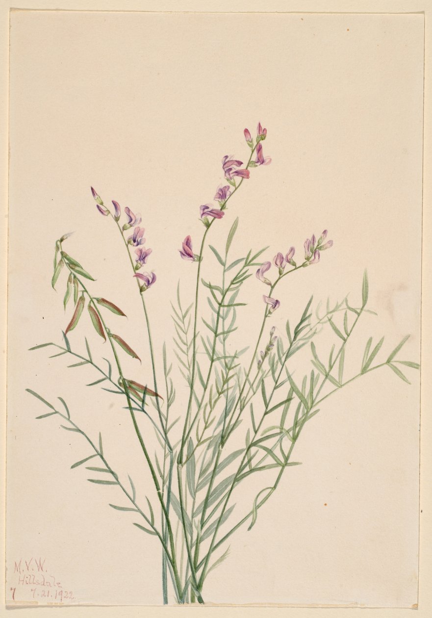 Traganek burgundzki (Astragalus bourgovii) autorstwa Mary Vaux Walcott