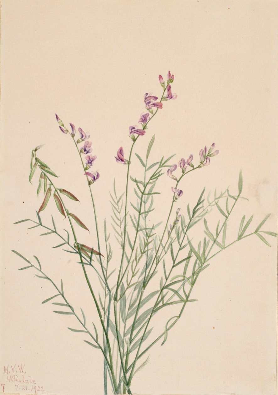Burgess Milkvetch Astragalus bourgovii, 1922. autorstwa Mary Vaux Walcott