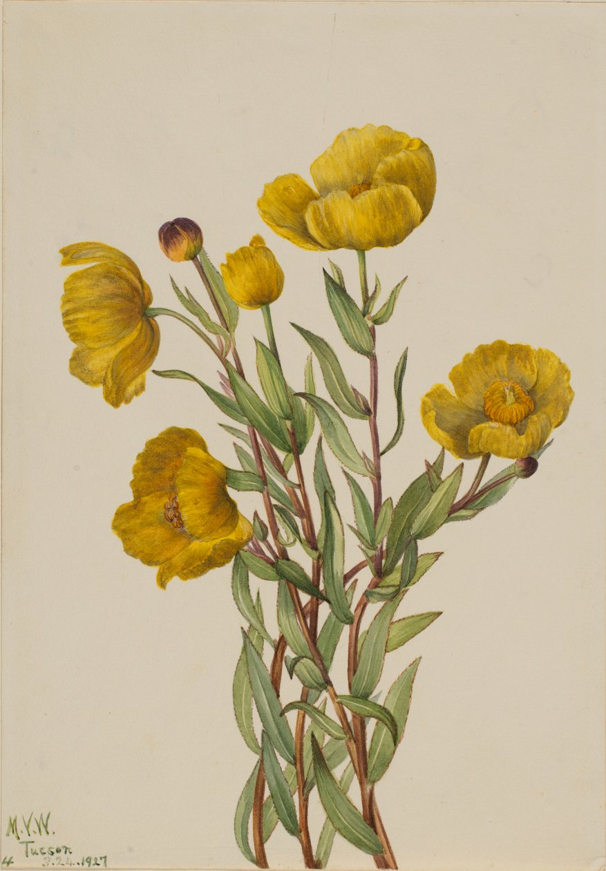 Bushpoppy (Dendromecon rigidum) autorstwa Mary Vaux Walcott