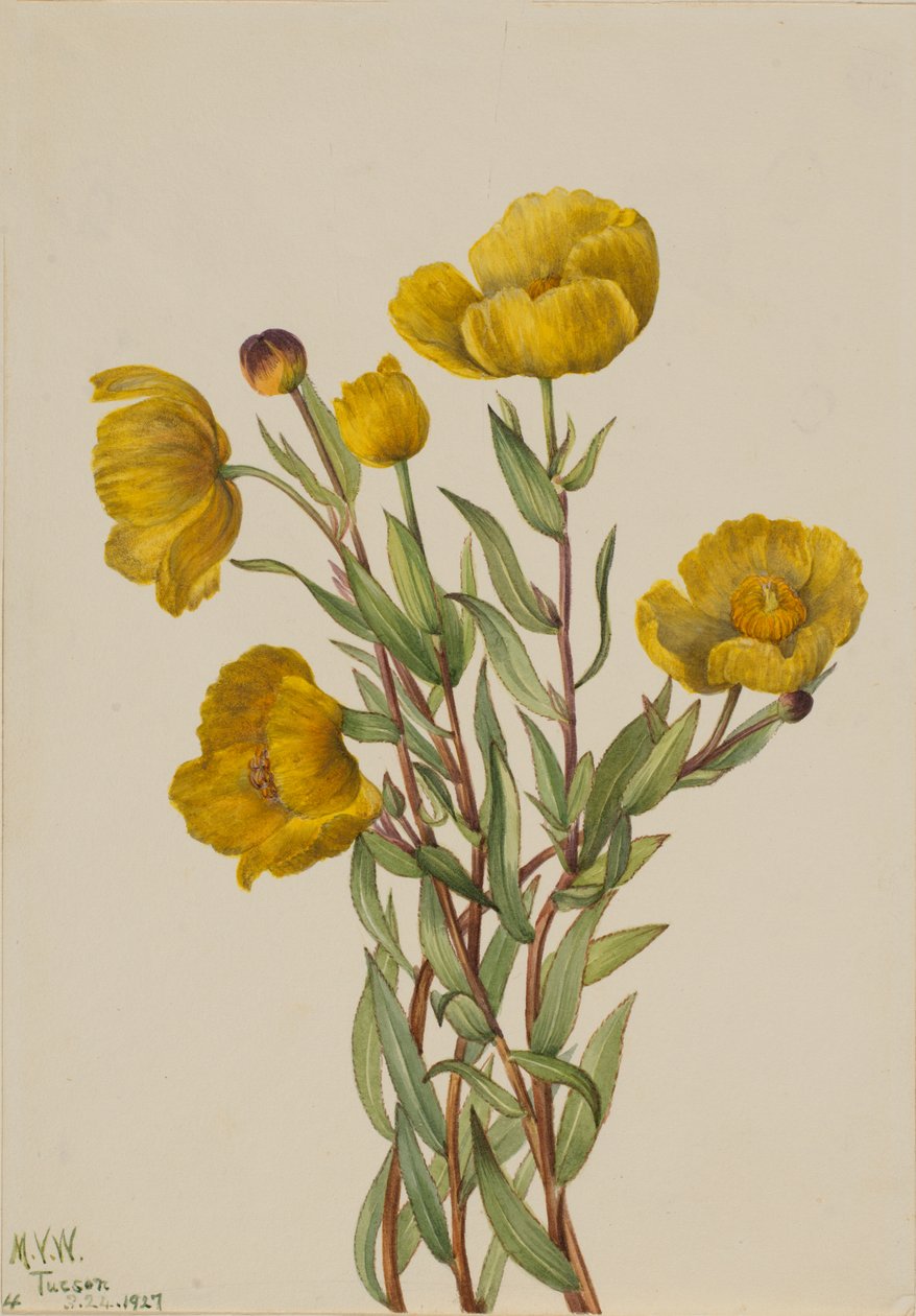 Bushpoppy Dendromecon fixedum, 1927. autorstwa Mary Vaux Walcott