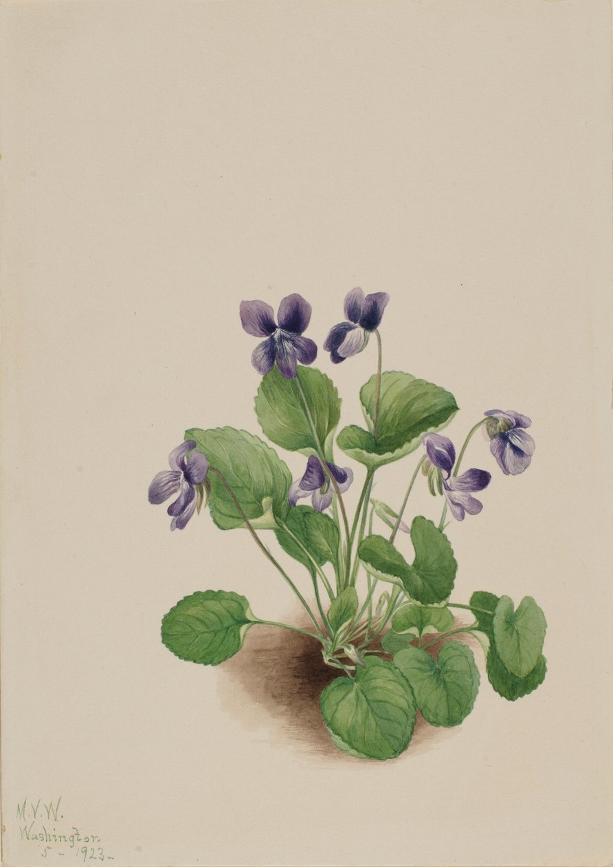 Fiołek motylkowy (Viola papilionacea) autorstwa Mary Vaux Walcott