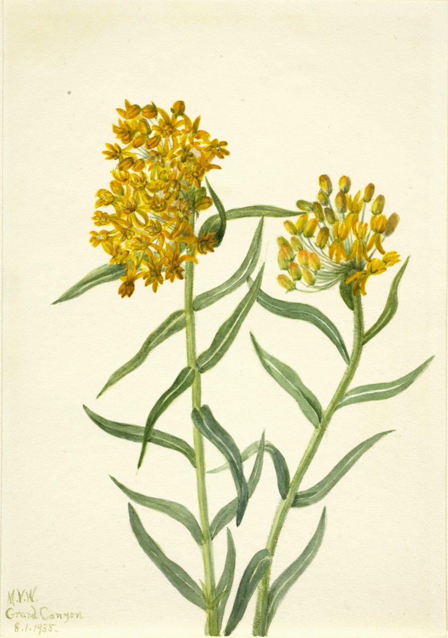 Chwast motylkowy (Ascelpias tuberosa) autorstwa Mary Vaux Walcott