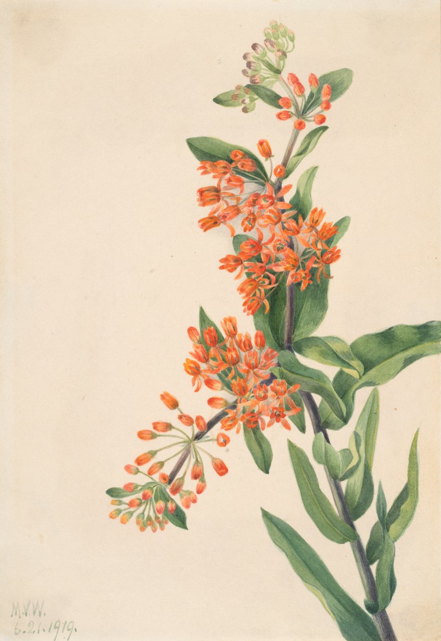 Motyl chwastów Asclepias tuberosa, 1919. autorstwa Mary Vaux Walcott