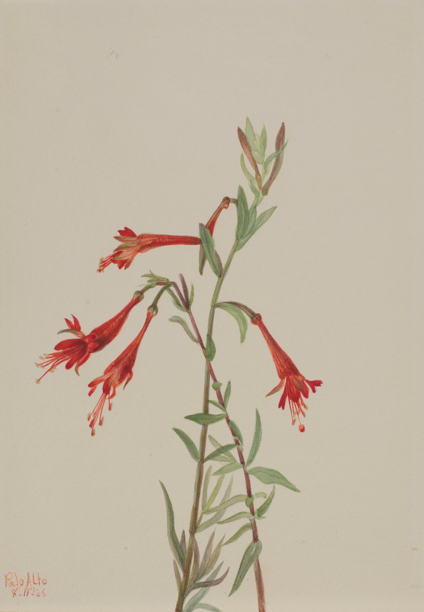 Fuschia kalifornijska (Zauschneria californica) autorstwa Mary Vaux Walcott