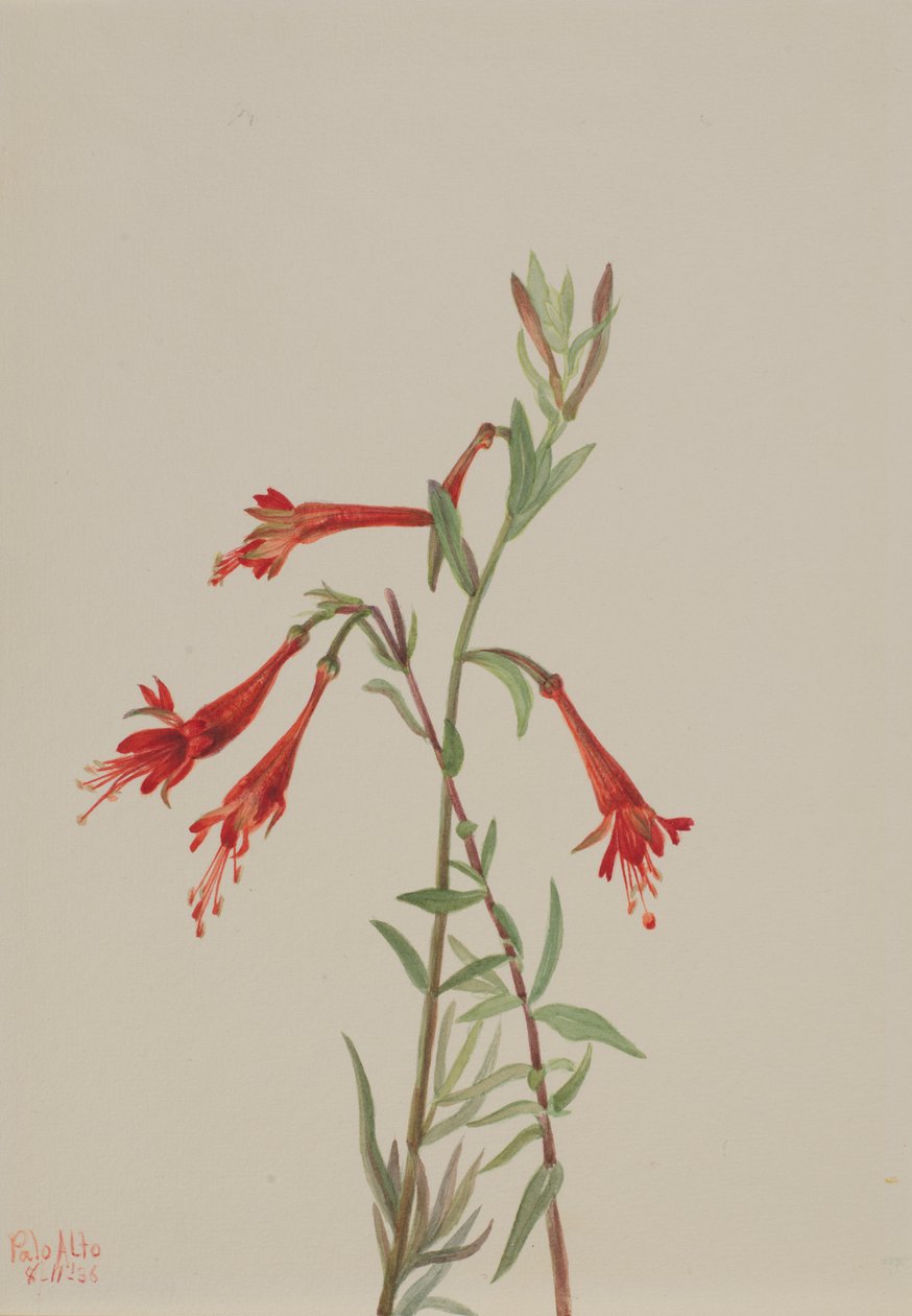 California Fuschia Zauschneria californica, 1936. autorstwa Mary Vaux Walcott