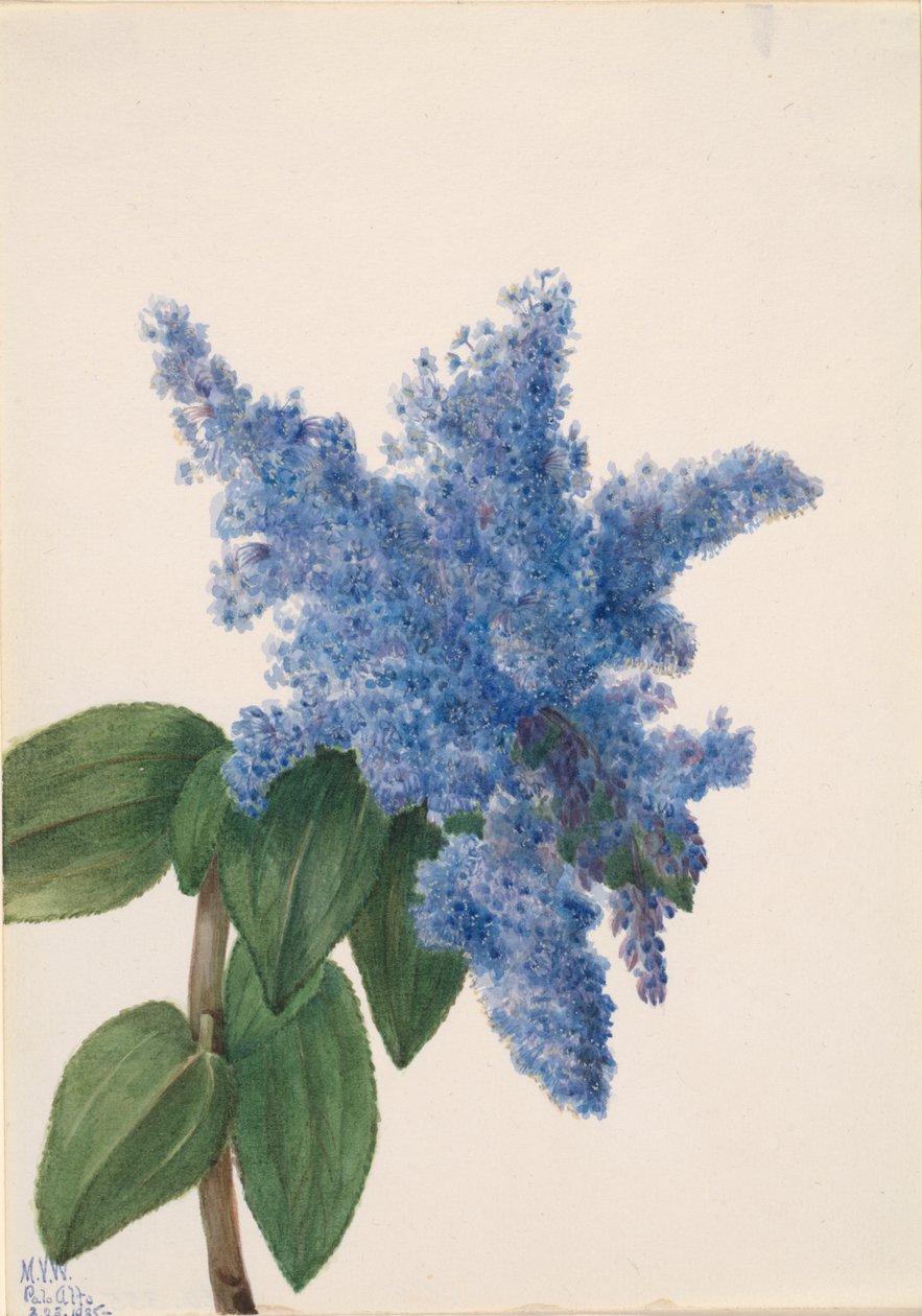 Liliowy Ceanothus thyrsiflorus kalifornijski, 1935. autorstwa Mary Vaux Walcott