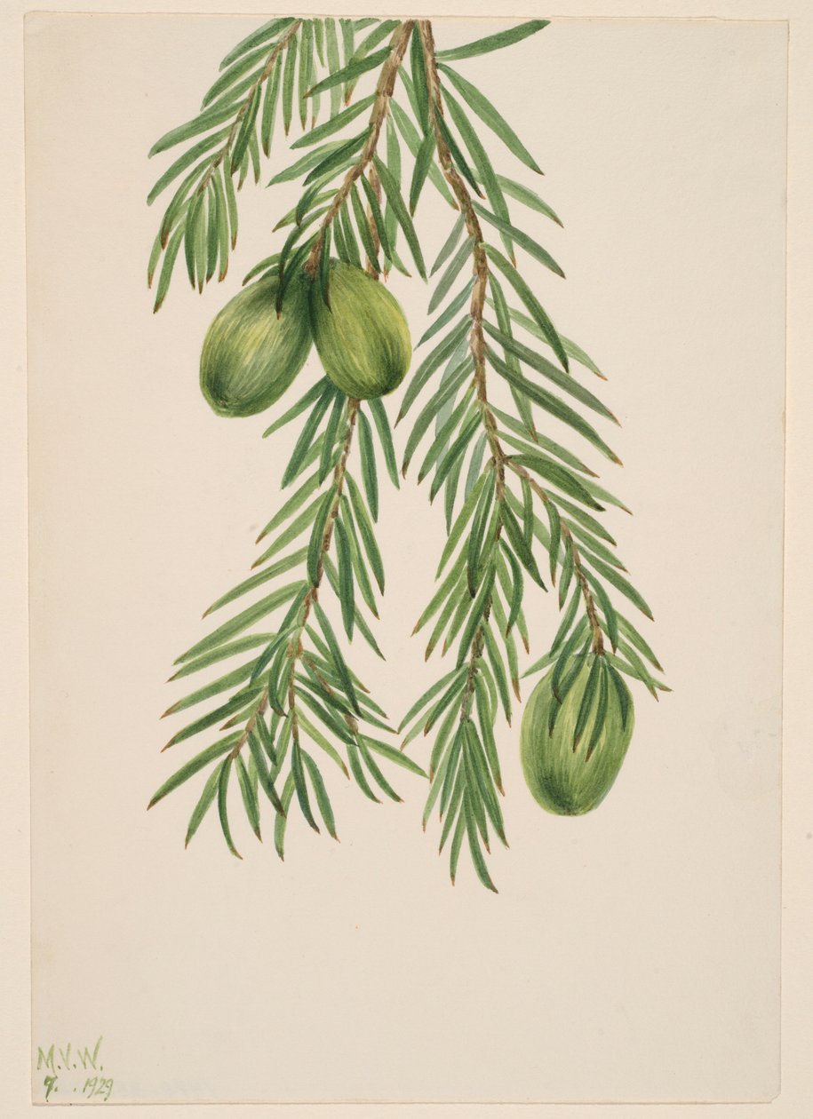 Gałka muszkatołowa kalifornijska (Tumion californicum) autorstwa Mary Vaux Walcott