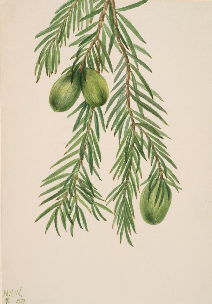 Kalifornijska gałka muszkatołowa Tumion californicum, 1929. autorstwa Mary Vaux Walcott