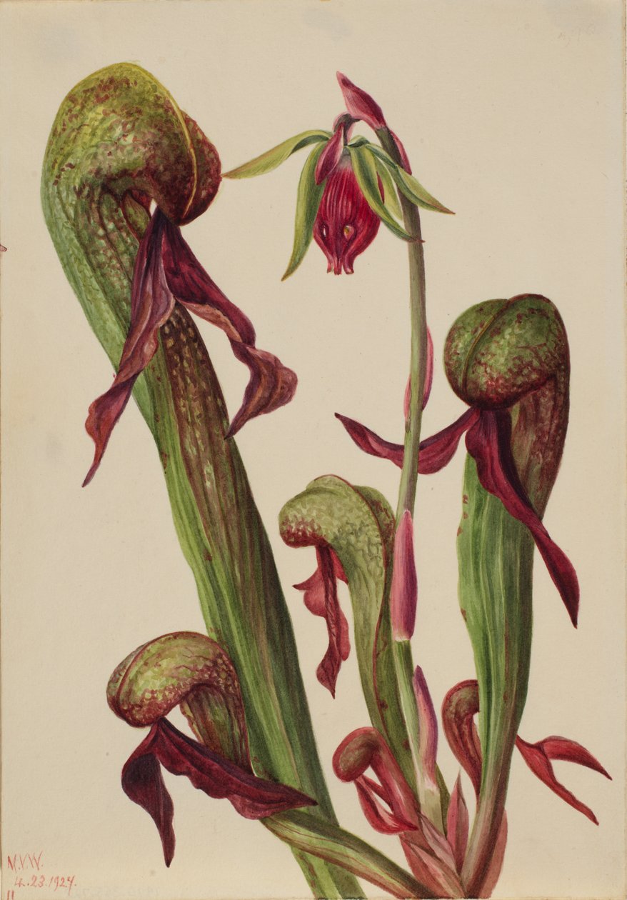 California Pitcherplant Chrysamphora californica, 1924. autorstwa Mary Vaux Walcott