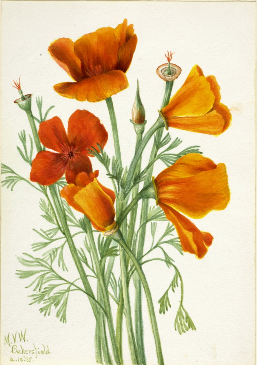 California Poppy Eschscholtzia californica, 1935. autorstwa Mary Vaux Walcott