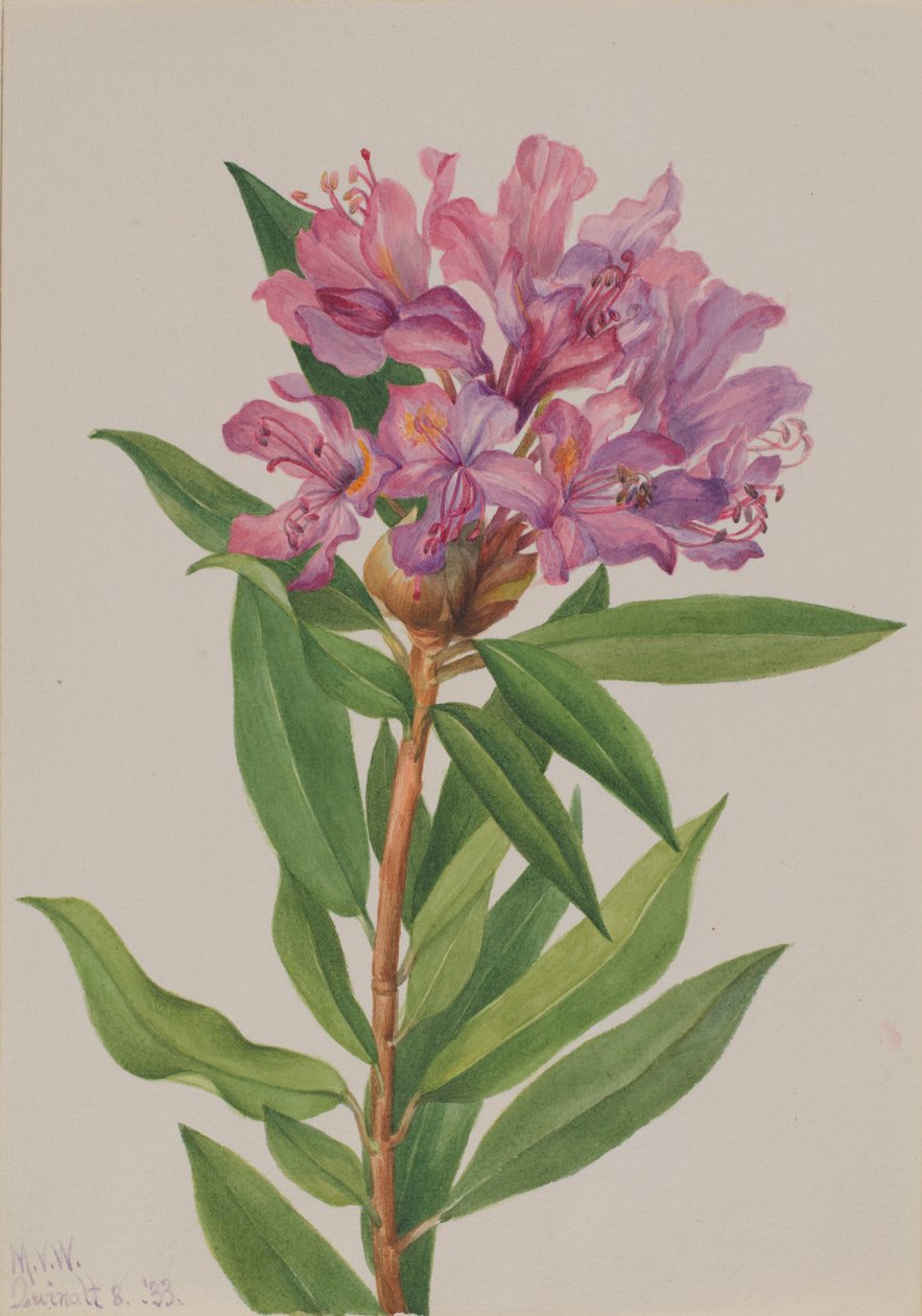 Róża kalifornijska (Rhododendron californicum) autorstwa Mary Vaux Walcott