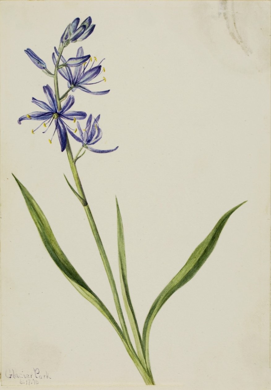 Camas (Quamasia quamash) autorstwa Mary Vaux Walcott
