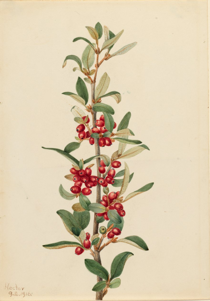 Kanada Buffaloberry Lepargyrea canadensis, 1916. autorstwa Mary Vaux Walcott