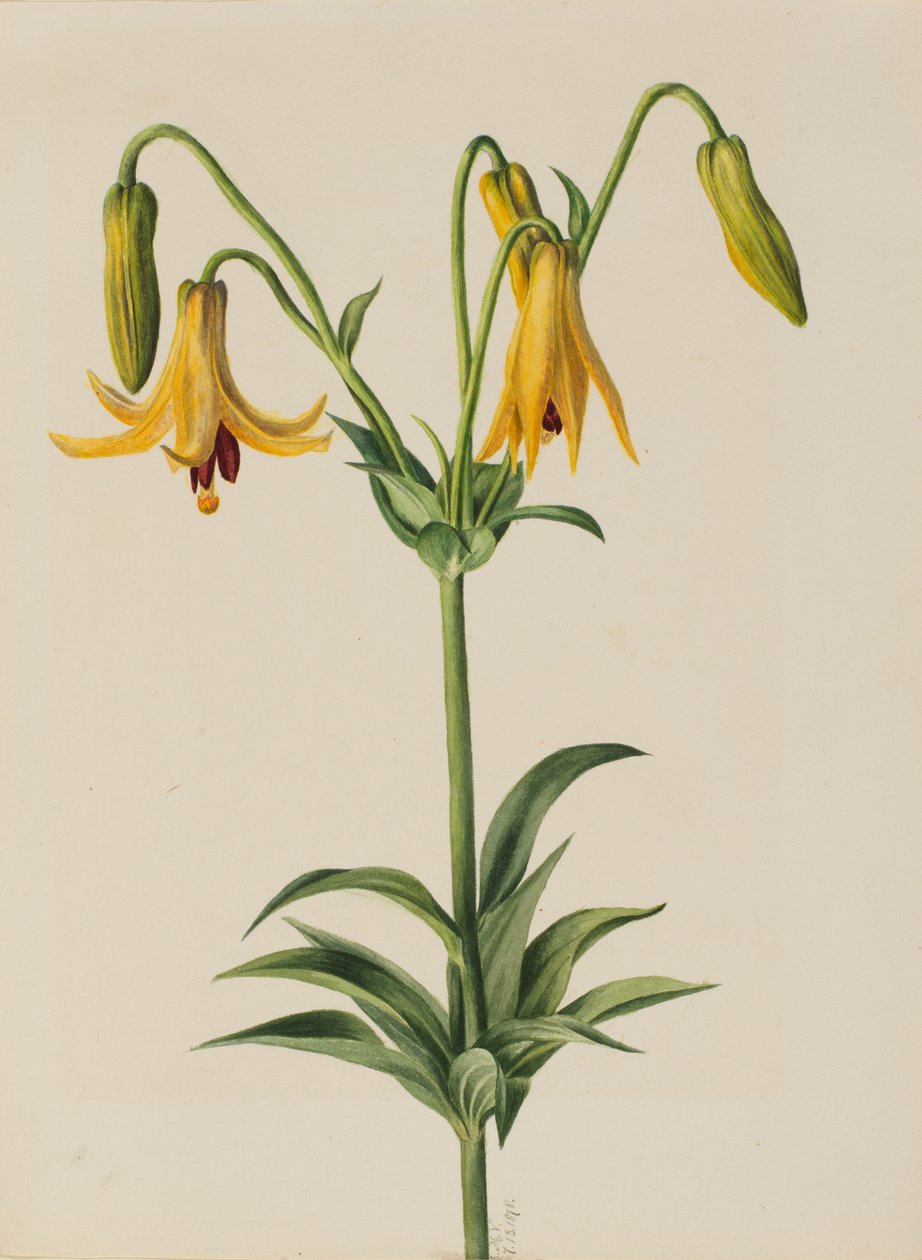 Kanada Lily Lilium canadense, 1878. autorstwa Mary Vaux Walcott