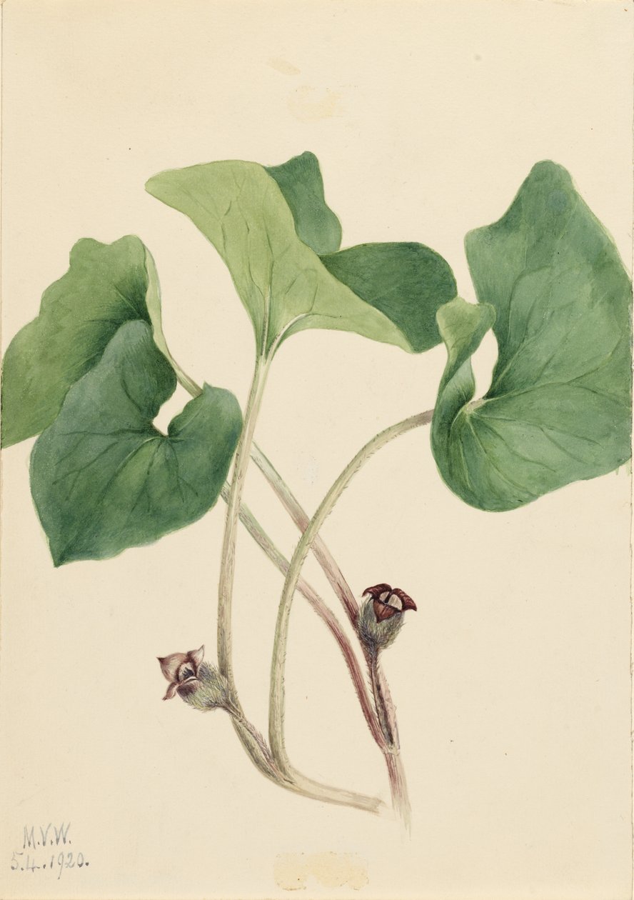 Dziki imbir kanadyjski (Asarum canadense) autorstwa Mary Vaux Walcott