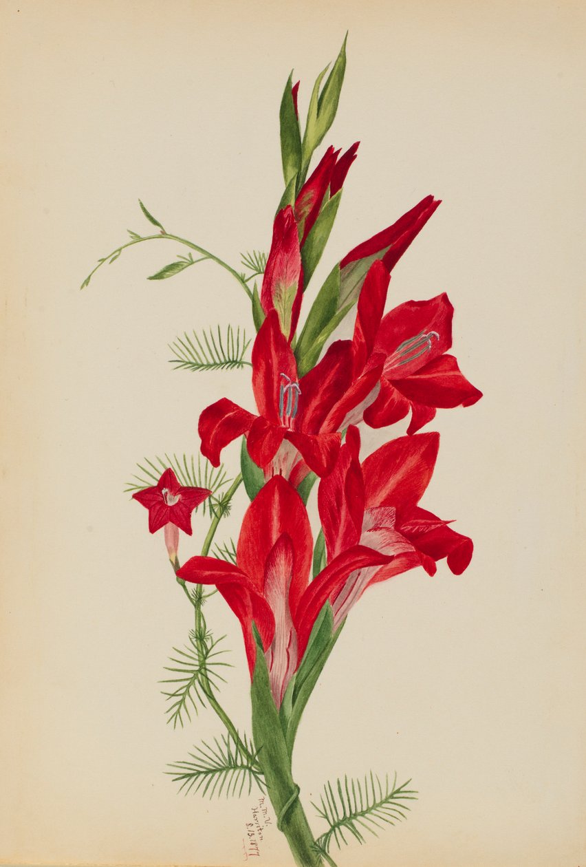Canna i Cypress Vine (gatunki Canna i Ipomoea quamoclit) autorstwa Mary Vaux Walcott