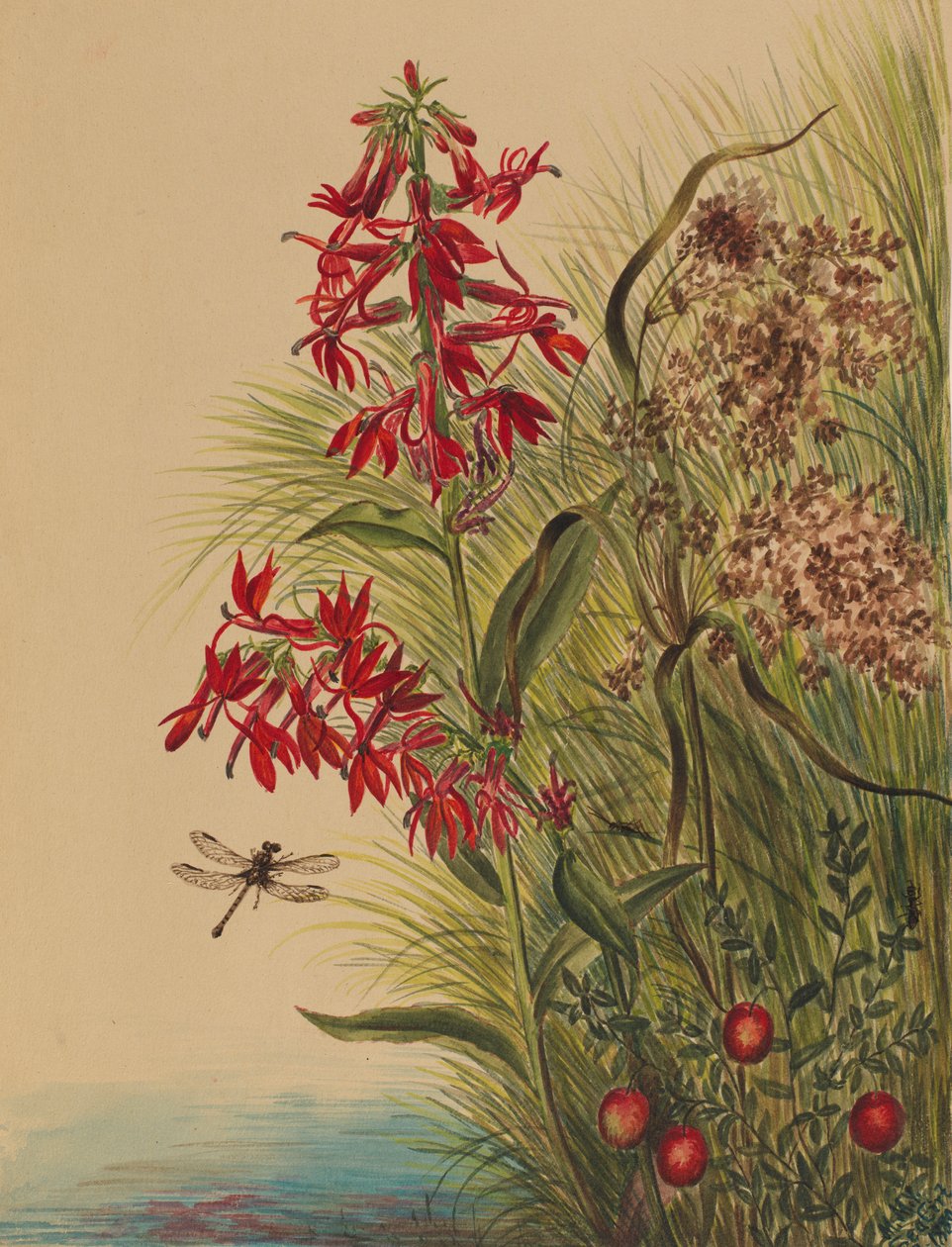 Lobelia kardynalna (Lobelia cardinalis) autorstwa Mary Vaux Walcott