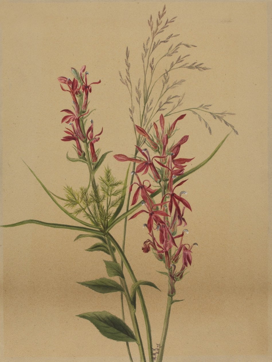 Lobelia kardynalna (Lobelia cardinalis) autorstwa Mary Vaux Walcott