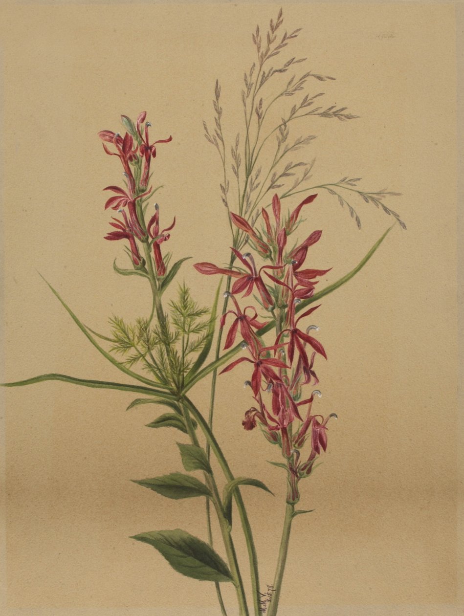 Kardynał Kwiat Lobelia cardinalis, 1878. autorstwa Mary Vaux Walcott