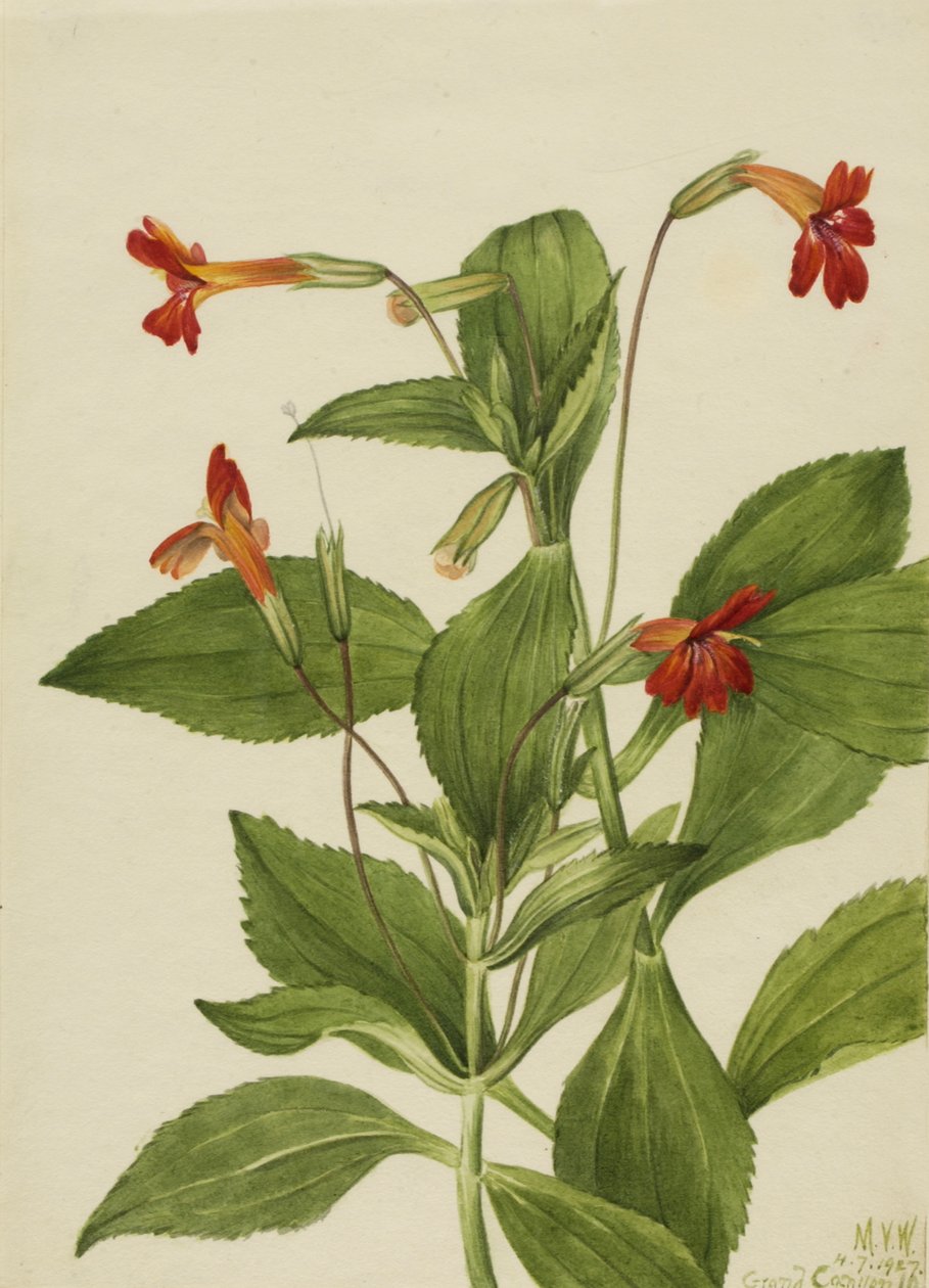 Kardynał Kwiat Małpy Mimulus cardinalis, 1927. autorstwa Mary Vaux Walcott