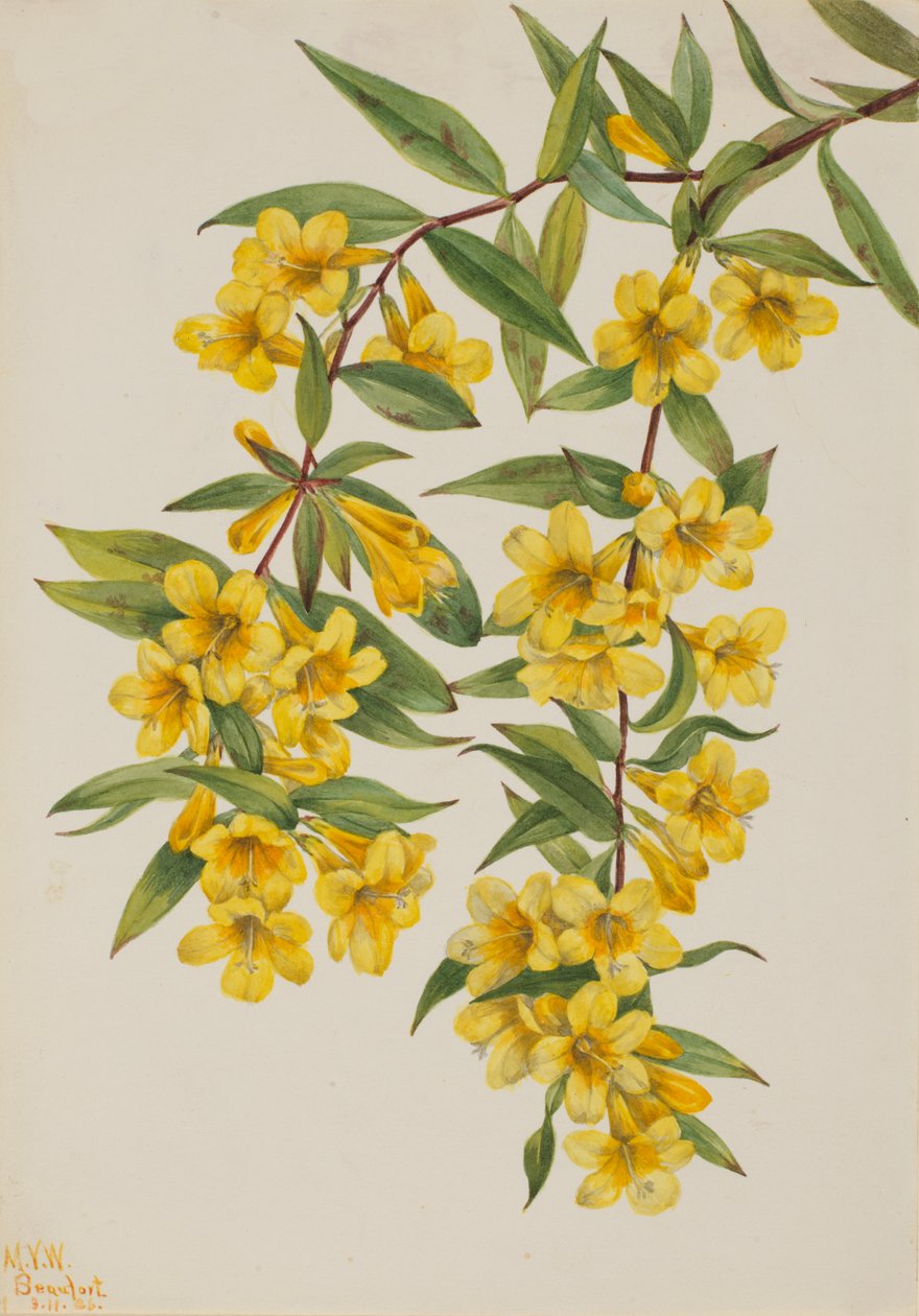 Carolina Jessamine Evergreen Jasmine, 1926 autorstwa Mary Vaux Walcott