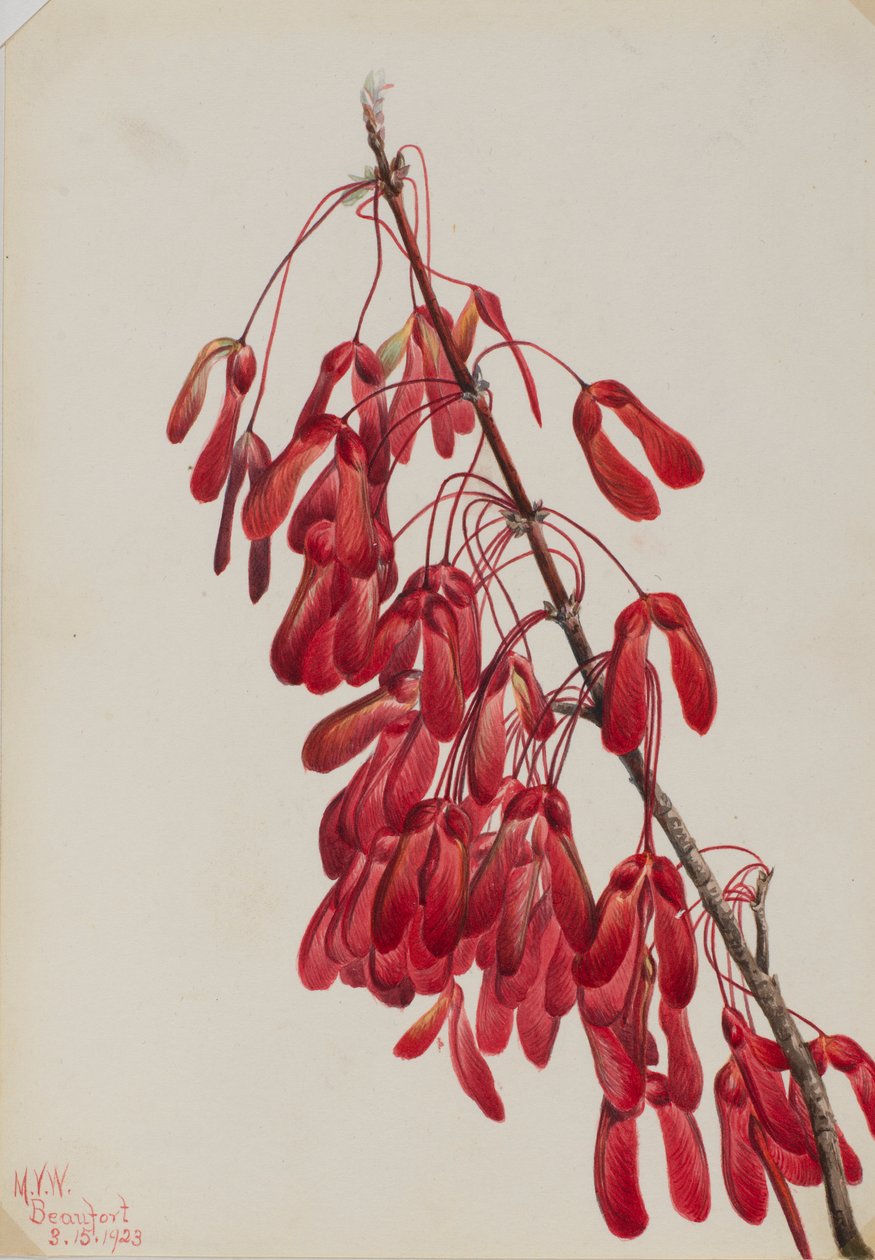 Klon karoliński (Acer carolinianum) autorstwa Mary Vaux Walcott