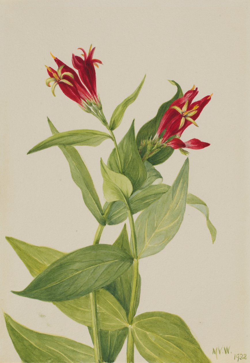 Carolina Pink (Spigelia marylandica) autorstwa Mary Vaux Walcott