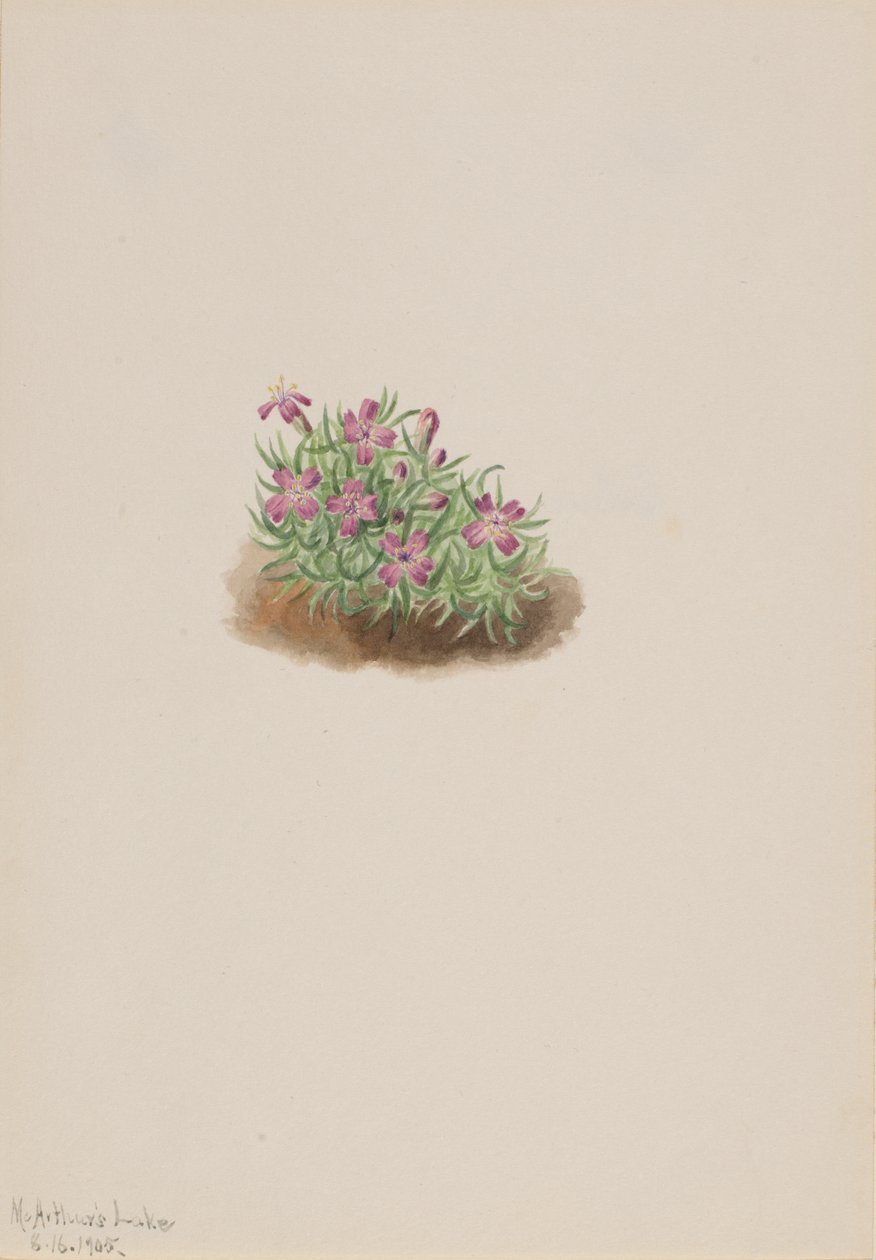 Dywan Różowy Silene acaulis, 1905. autorstwa Mary Vaux Walcott