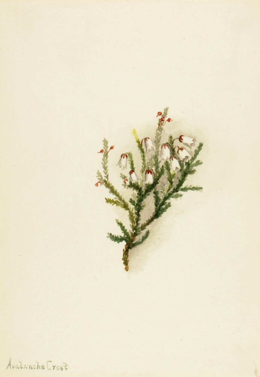 Kasjopeja (Cassiope mertensiana) autorstwa Mary Vaux Walcott