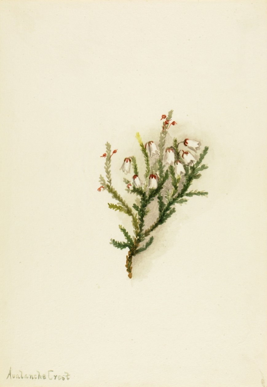 Cassiope Cassiope mertensiana, ca. 1900-1905. autorstwa Mary Vaux Walcott