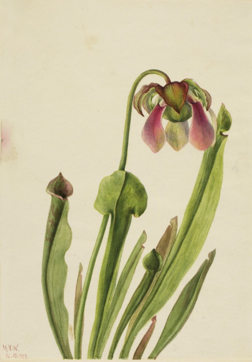 Catesby Pitcherplant (Sarracenia catesaei) autorstwa Mary Vaux Walcott